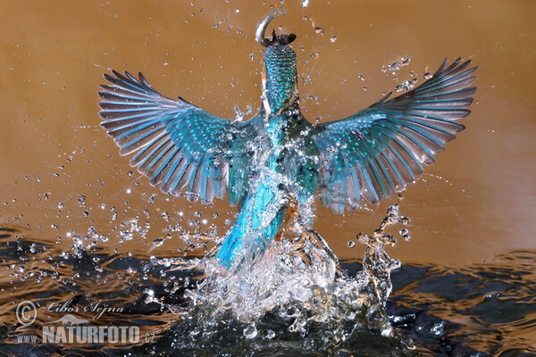 Common Kingfisher (Alcedo atthis)