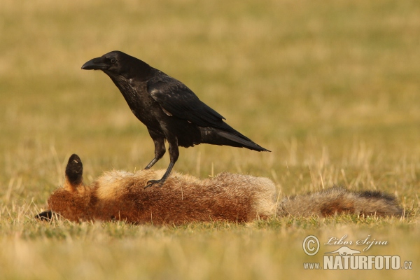 Common Raven (Corvus corax)