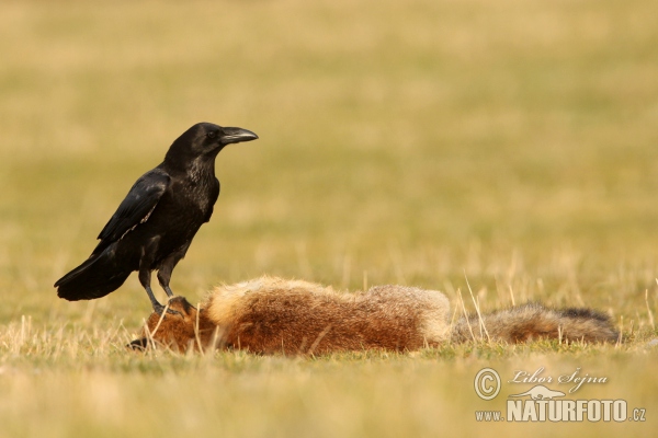 Common Raven (Corvus corax)