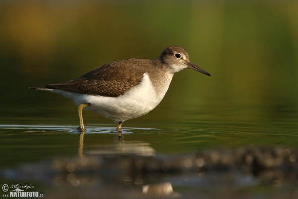 Common Sandpiper (Actitis hypoleucos)