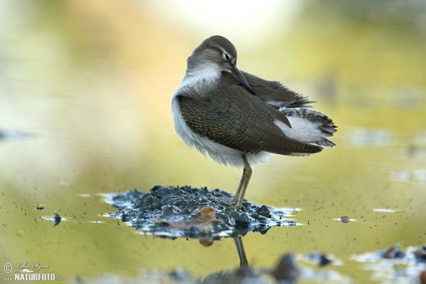 Common Sandpiper (Actitis hypoleucos)