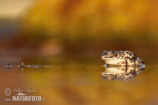 Common Spadefoot (Pelobates fuscus)