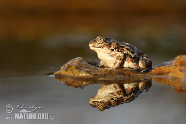 Common Spadefoot (Pelobates fuscus)