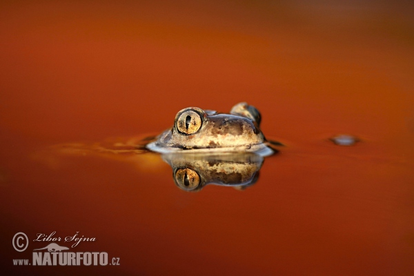 Common Spadefoot (Pelobates fuscus)