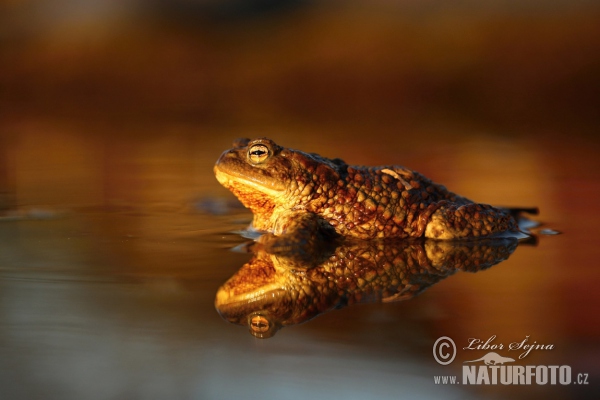 Common Toad (Bufo bufo)