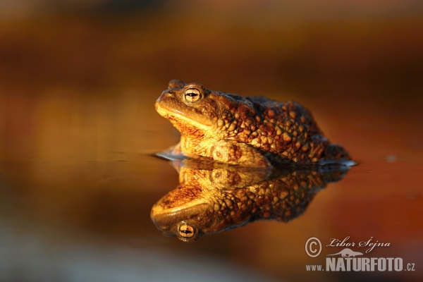 Common Toad (Bufo bufo)