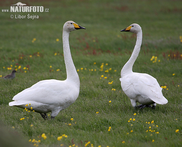 Cygne chanteur