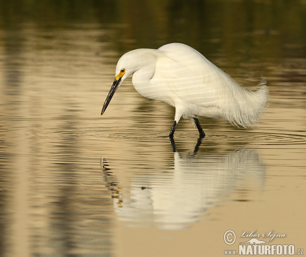 Egretta thula