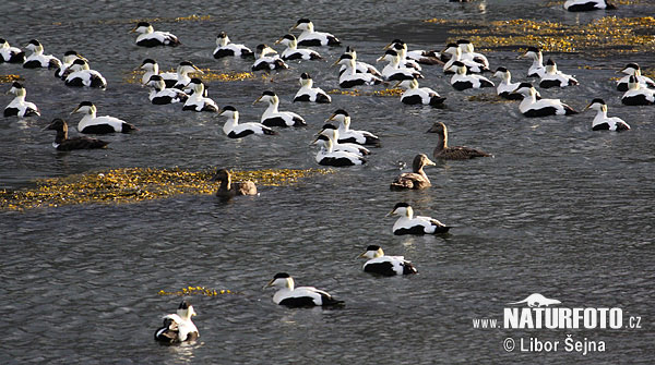 Eider vogel