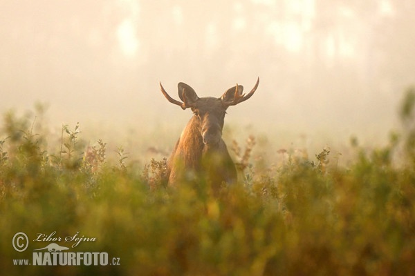 Elk, Moose (Alces alces)