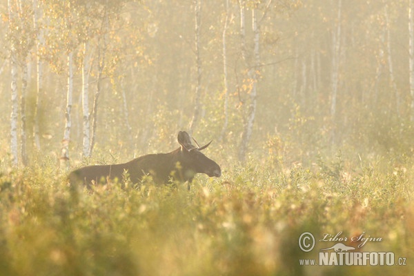 Elk, Moose (Alces alces)