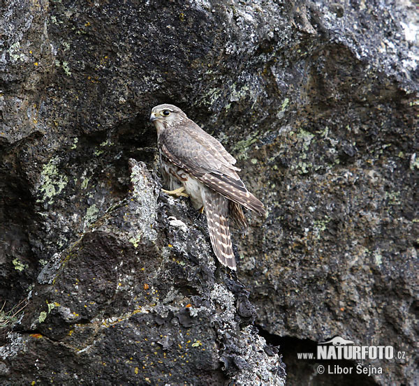 Falco columbarius