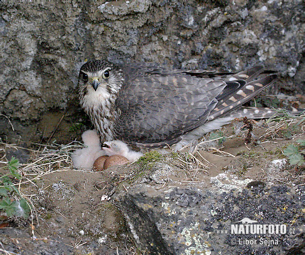 Falco columbarius