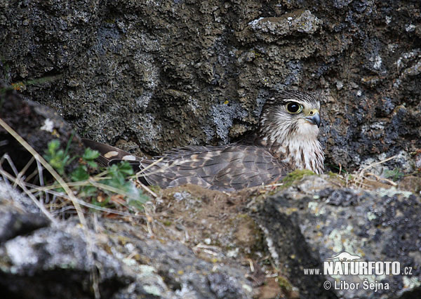 Falco columbarius