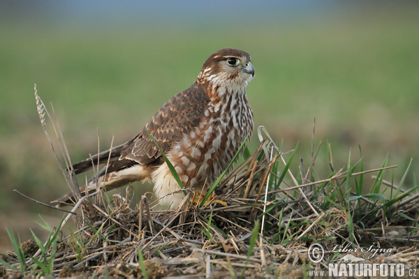 Falco columbarius