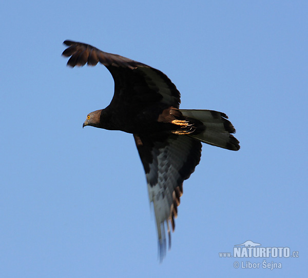 Falco pecchiaiolo occidentale