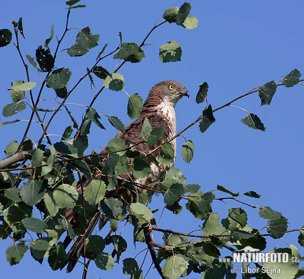 Falco pecchiaiolo occidentale