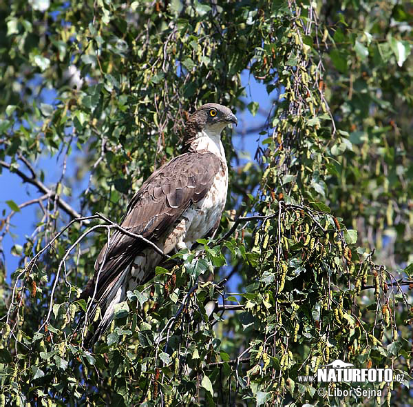 Falco pecchiaiolo occidentale