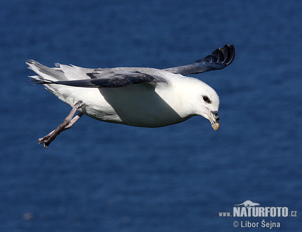 Fulmar boréal