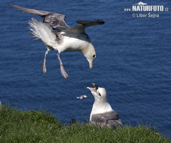 Fulmar boréal