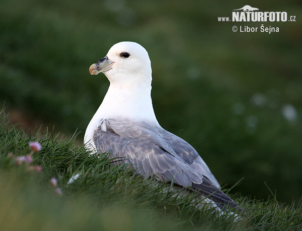 Fulmar boreal