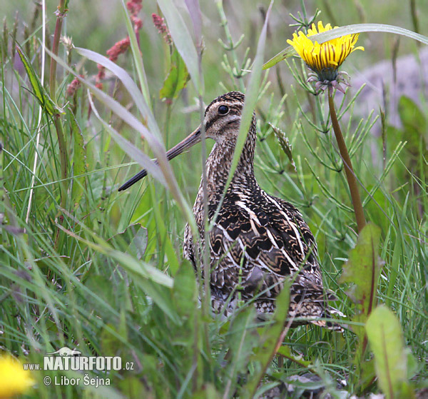 Gallinago gallinago