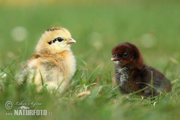 Gallus gallus domesticus