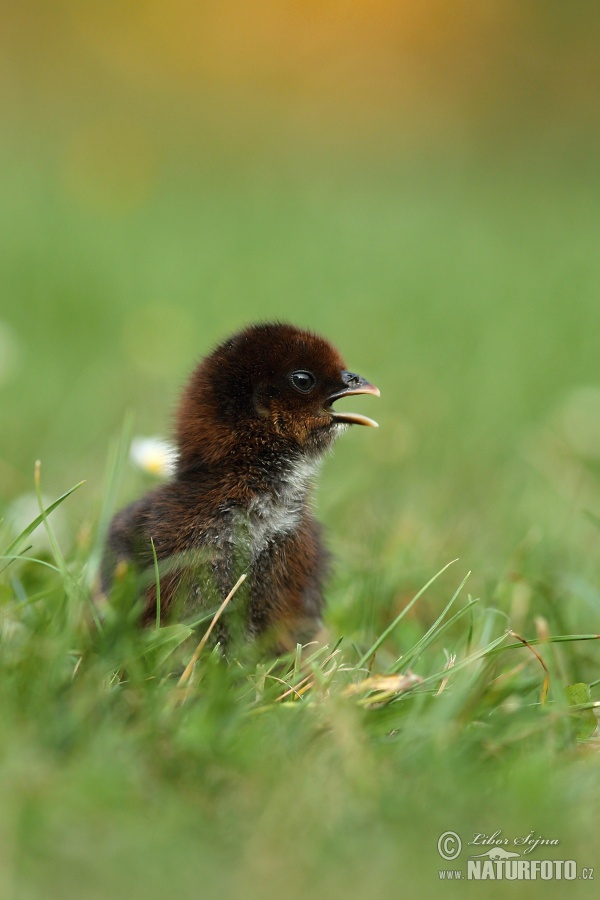 Gallus gallus domesticus