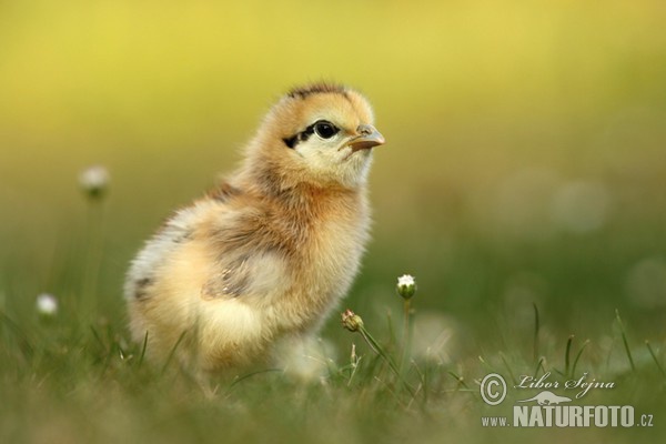 Gallus gallus domesticus