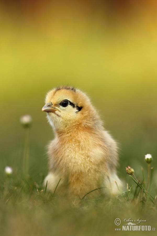 Gallus gallus domesticus