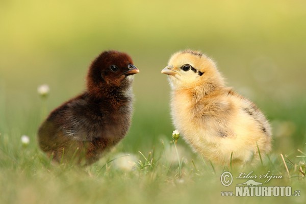 Gallus gallus domesticus