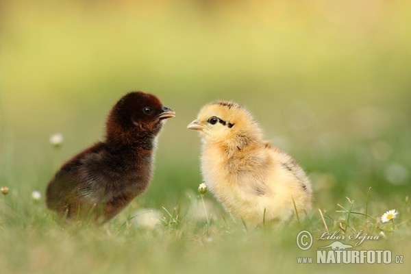 Gallus gallus domesticus