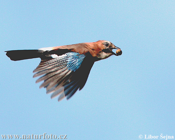 Garrulus glandarius