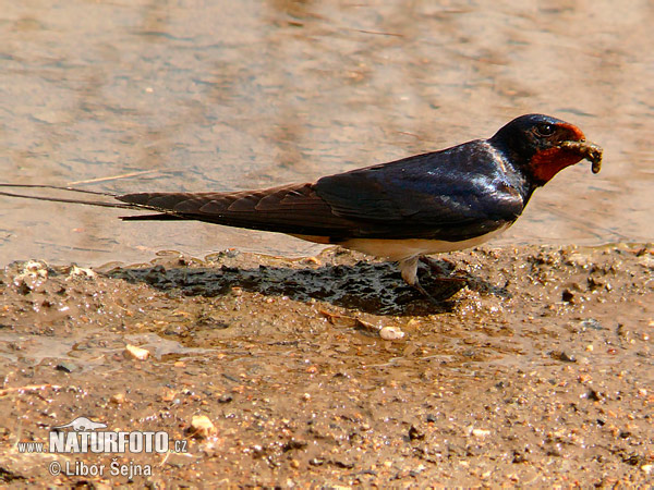 Golondrina común