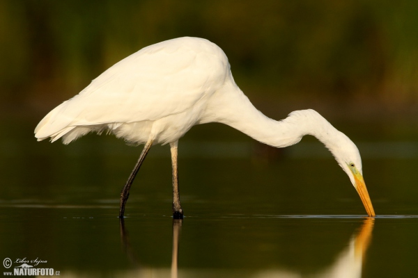 Great White Egret (Casmerodius albus)