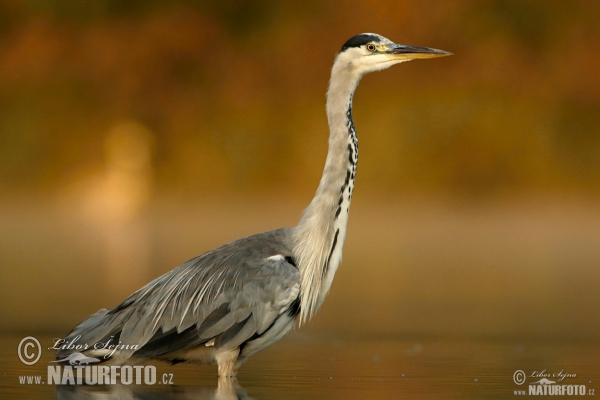 Grey Heron (Ardea cinerea)