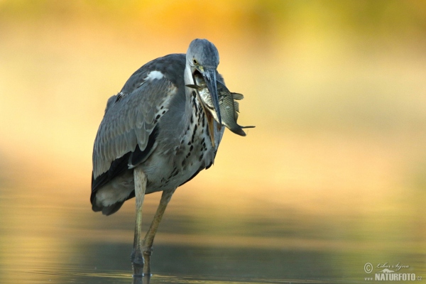 Grey Heron (Ardea cinerea)