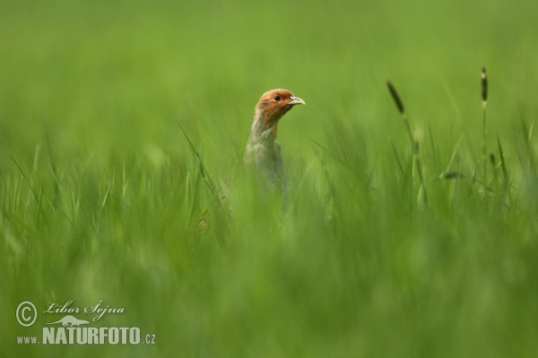 Grey Partridge (Perdix perdix)