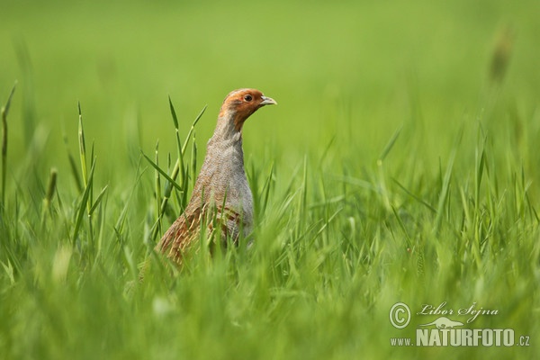 Grey Partridge (Perdix perdix)