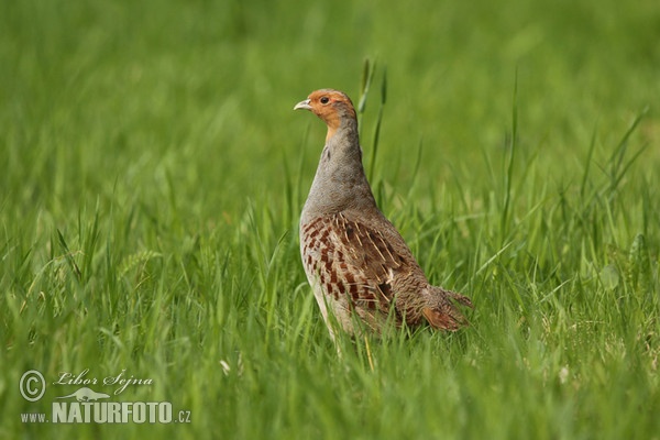 Grey Partridge (Perdix perdix)