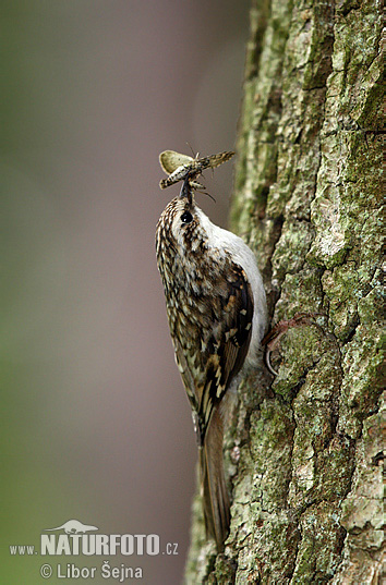 Grimpereau des bois