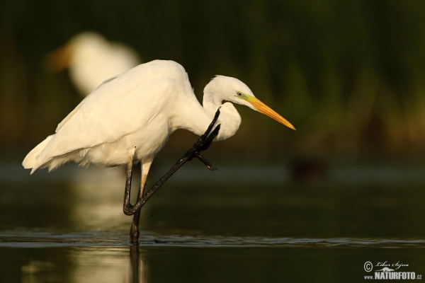 Grote zilverreiger