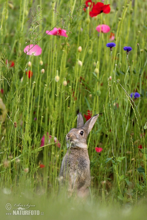 Lapin de garenne