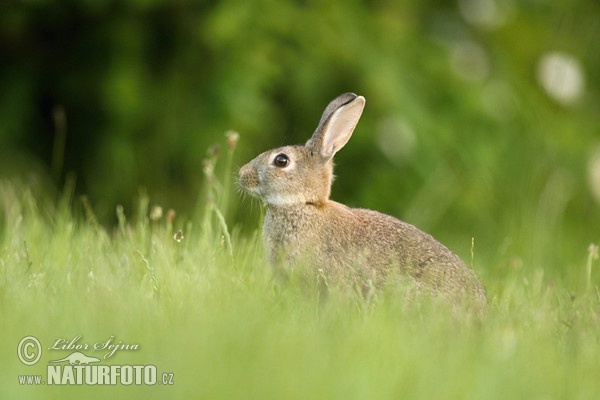 Lapin de garenne