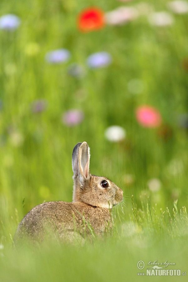 Lapin de garenne