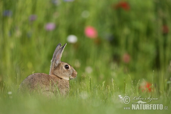 Lapin de garenne