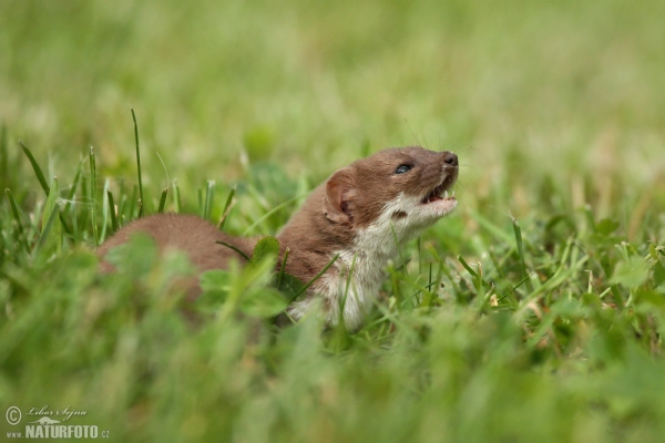 Least Weasel (Mustela nivalis)