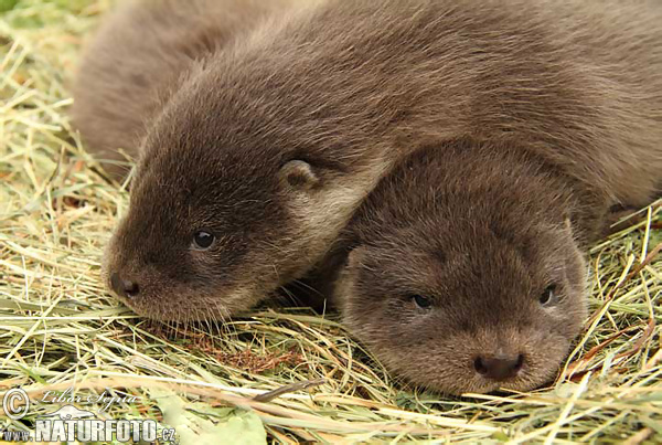 Lontra europea