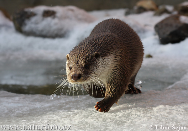 Loutre d'Europe