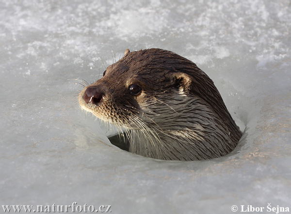 Loutre d'Europe